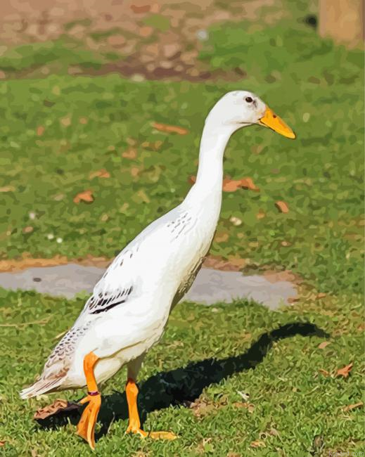 Indian Runner Duck Paint By Numbers