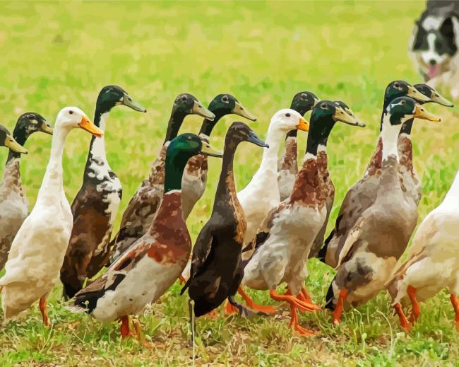 Indian Runner Ducks Paint By Numbers