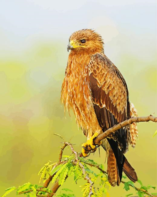 Indian Spotted Eagle Bird Painting By Numberss.png