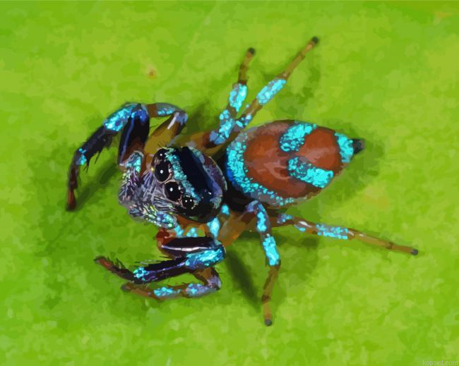 Insect Spider Painting By Numberss.png