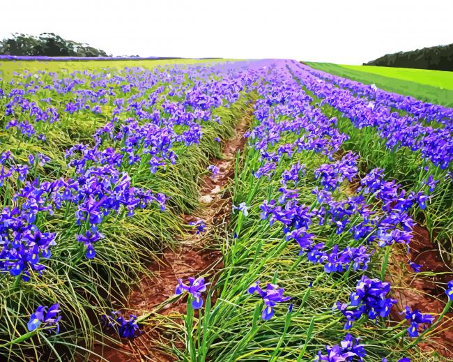 Iris Field Painting By Numberss.png