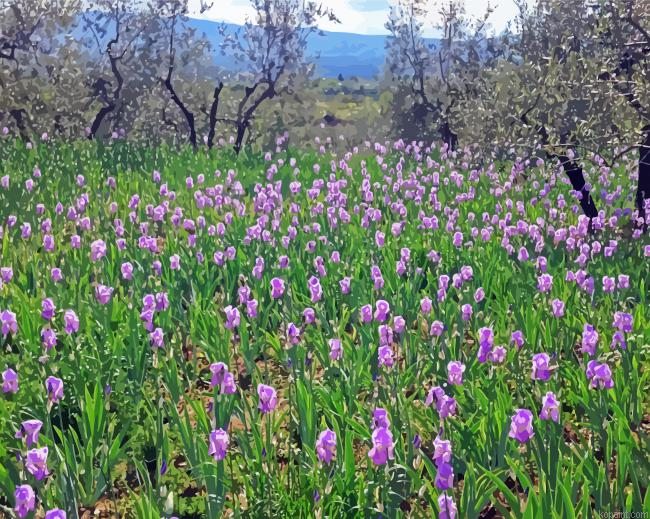 Iris Fields Painting By Numberss.png