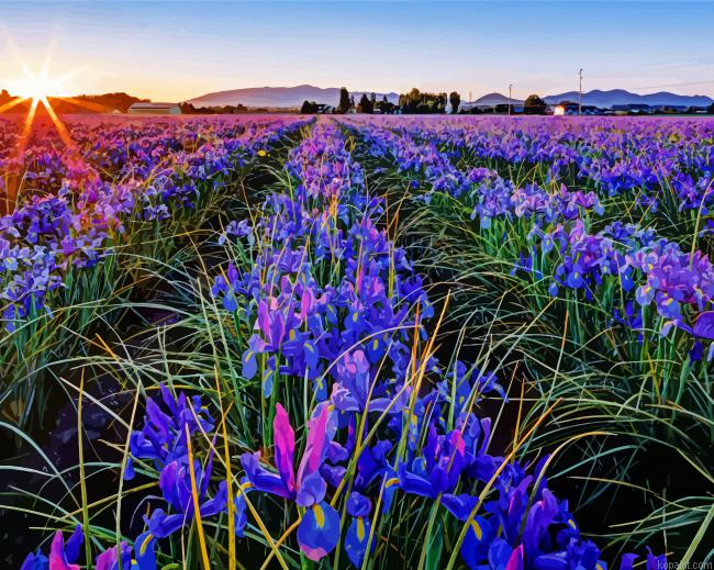 Iris Filed In Sunset Painting By Numberss.png