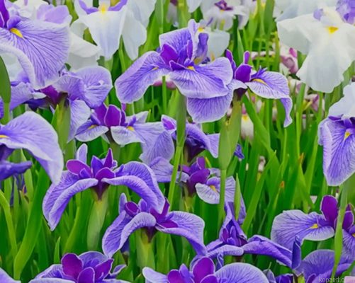 Iris Flower Field Painting By Numberss.png