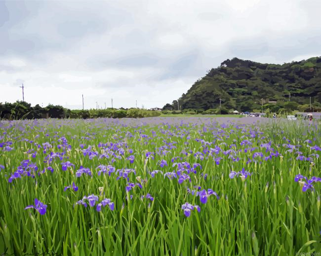 Iris Flowers Field Painting By Numberss.png