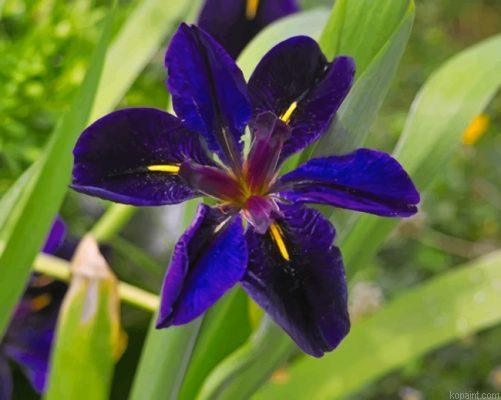 Iris Louisiana Painting By Numberss.png