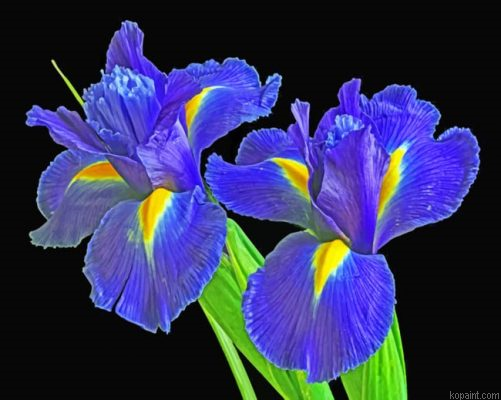 Irises Flowers Painting By Numberss.png
