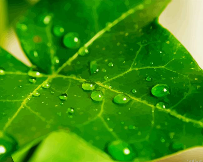 Ivy Plant Leaf Paint By Numbers