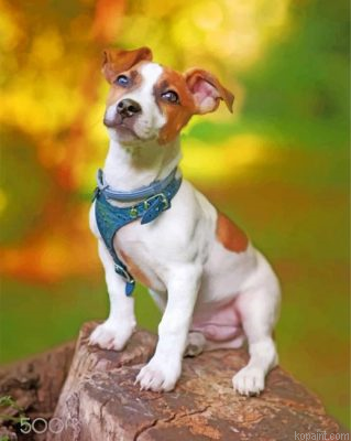 Jack Russell Animal Painting By Numberss.png