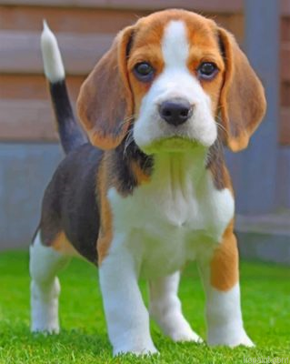 Jack Russell Carrying Puppy Painting By Numberss.png