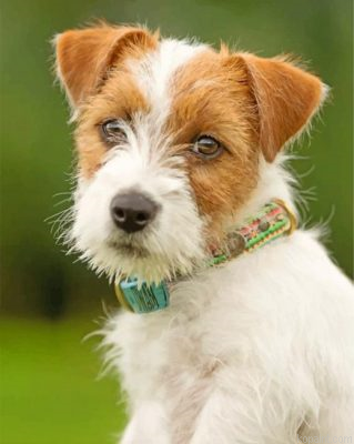 Jack Russell Dog Painting By Numberss.png