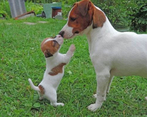 Jack Russell Paint By Numbers