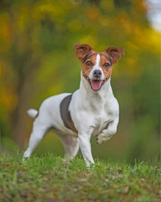 Jack Russell Terrier Painting By Numberss.png