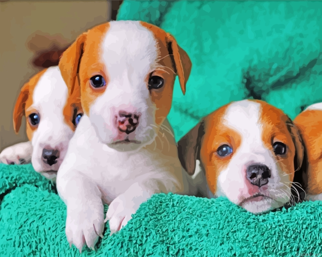 Jack Russell Terrier Puppies Painting By Numberss.png