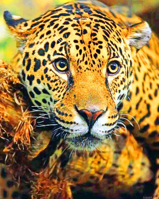Jaguar Animals Paint By Numbers