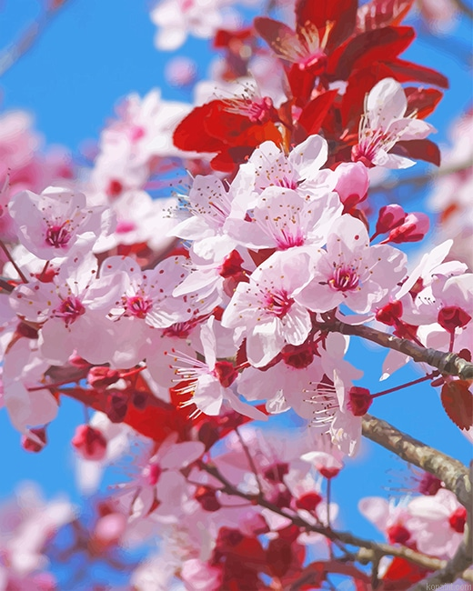 Japanese Cherry Blossom New Painting By Numberss.png