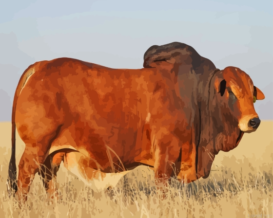 Jumbo The Boran Bull Painting By Numberss.png