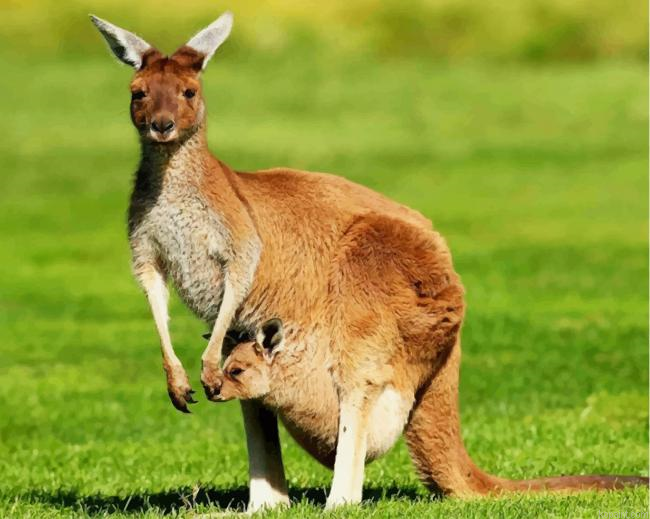 Kangaroo And Her Baby In Marsupium Pouch Painting By Numberss.png