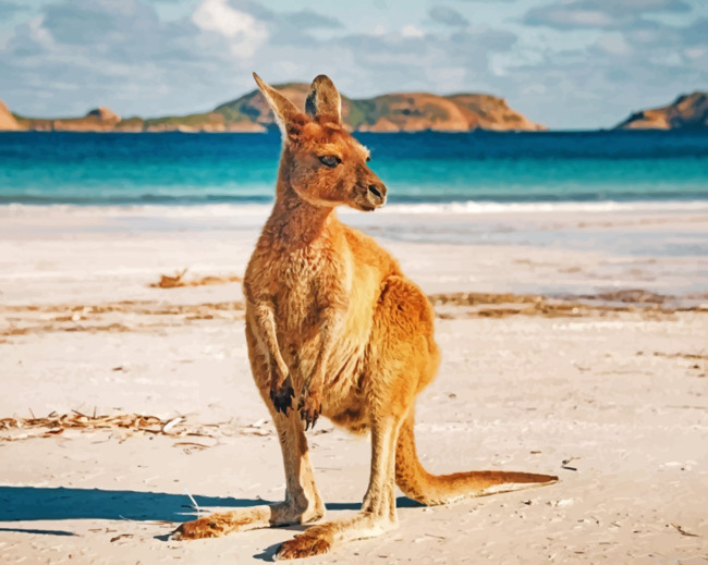 Kangaroo In An Australian Beach Painting By Numberss.png