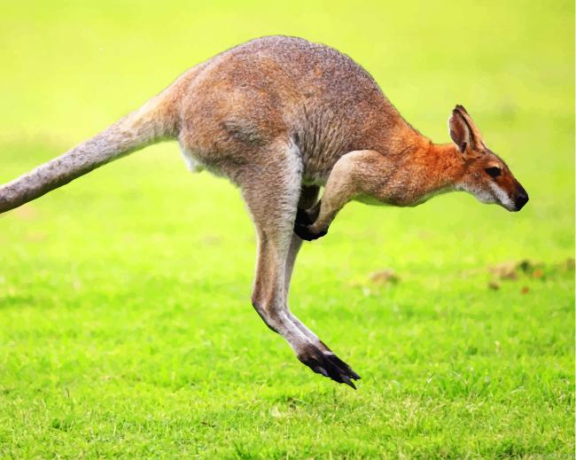 Kangaroo In Green Grass Painting By Numberss.png