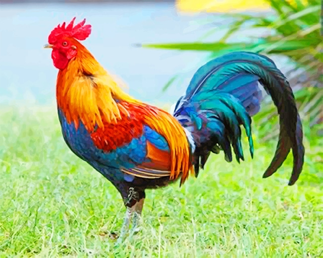 Kauai Chicken New Painting By Numberss.png