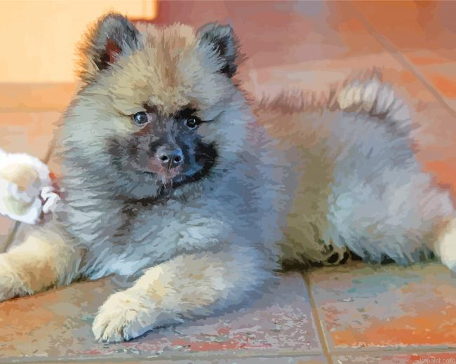 Keeshond Puppy Dog Painting By Numberss.png