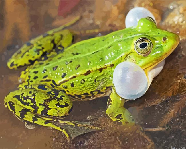 Kikker Frog Paint By Numbers.png