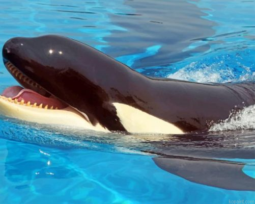 Killer Whale Painting By Numberss.png