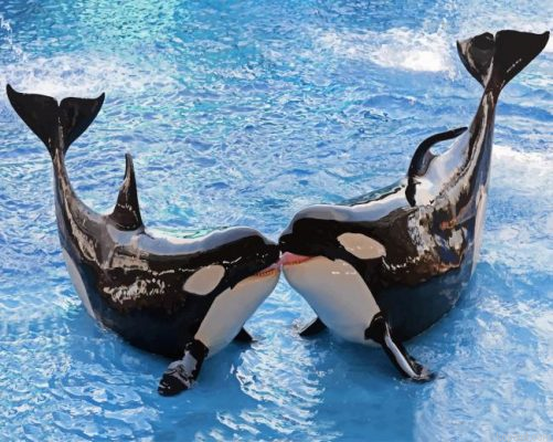Killer Whales Painting By Numberss.png