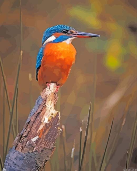 Kingfisher Bird Painting By Numberss.png