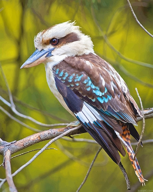 Kookaburra Bird New Painting By Numberss.png
