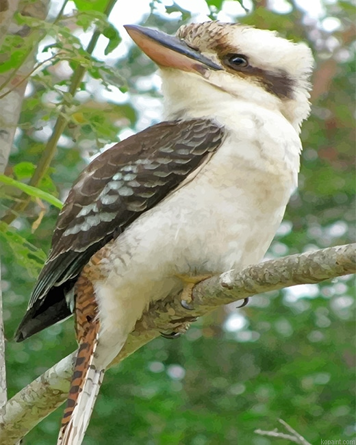 Kookaburra New Painting By Numberss.png