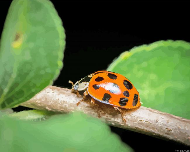 Ladybeetle Insect Painting By Numberss.png