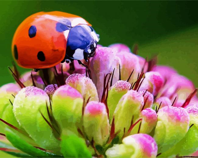 Ladybeetle On Flowers Painting By Numberss.png