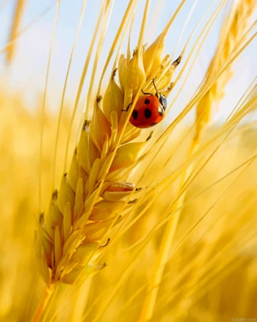 Ladybug On A Grain Of Wheat New Painting By Numberss.png