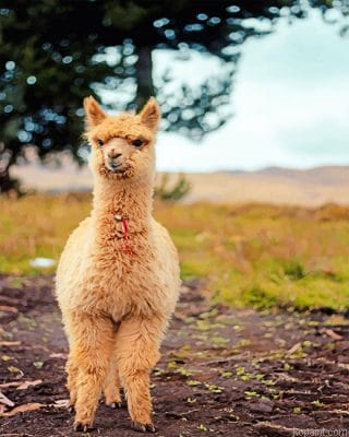Lama Baby New Painting By Numberss.png