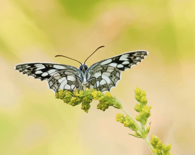 Large Tree Nymph Butterflies Painting By Numberss.png
