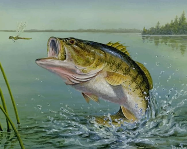 Largemouth Bass New Painting By Numberss.png