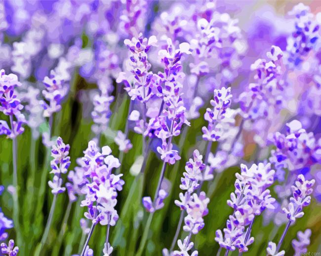 Lavendar Field Painting By Numberss.png
