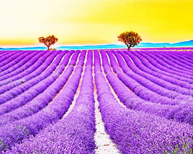 Lavendar Field Plants Paint By Numbers