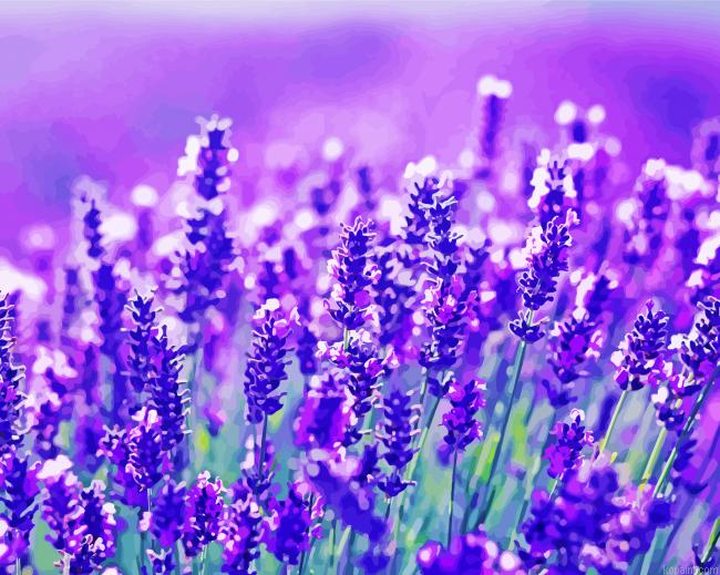 Lavender Flowers Painting By Numberss.png