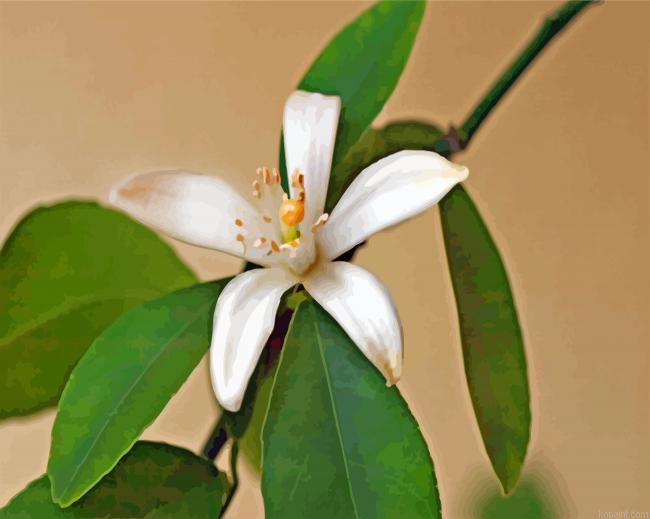 Lemon Blossom Flower Painting By Numberss.png