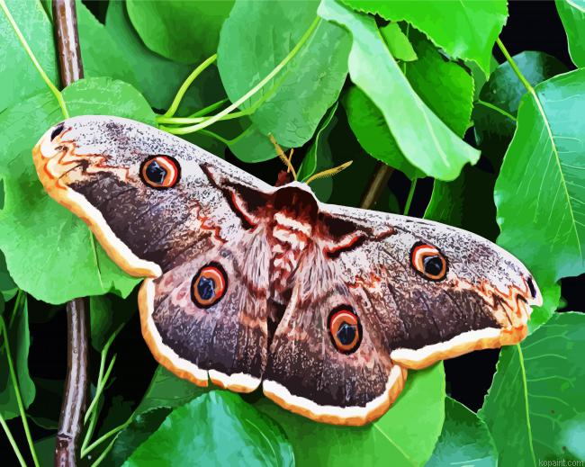 Lepidoptera Moth Butterfly Painting By Numberss.png