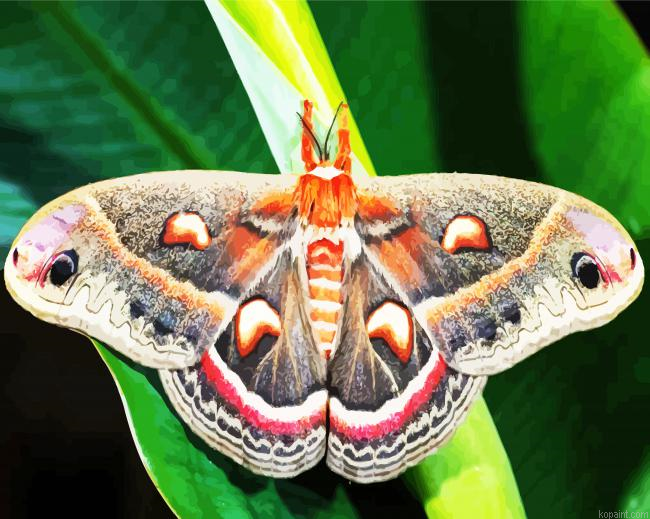 Lepidoptera Moth Painting By Numberss.png