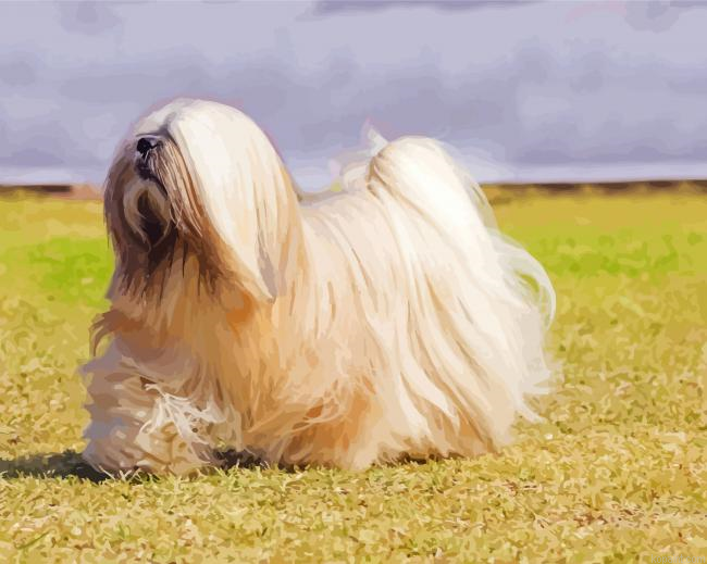 Lhasa Apso Dog Painting By Numberss.png