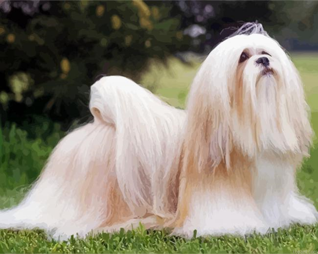 Lhasa Apso Painting By Numberss.png