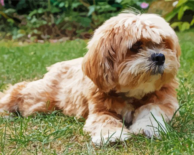 Lhasa Apso Short Hair Painting By Numberss.png