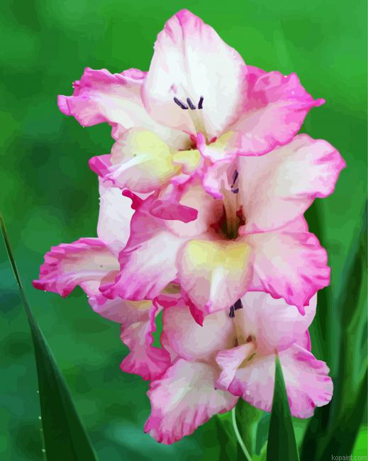Light Pink Gladiola Paint By Numbers