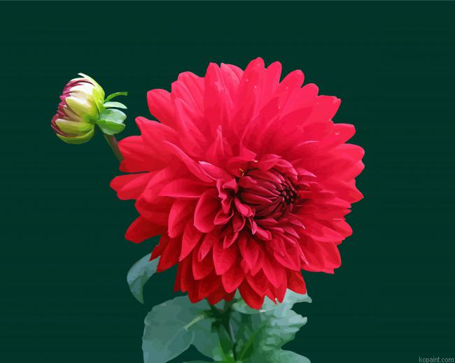 Light Red Dahlia Painting By Numberss.png