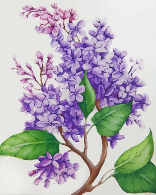 Lilac Flowers Painting By Numberss.png